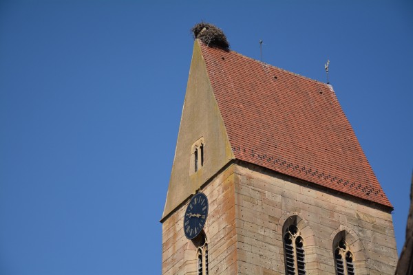 教会のてっぺんにコウノトリの巣