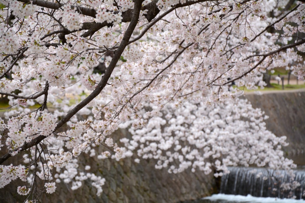 夙川河川公園は桜の名所